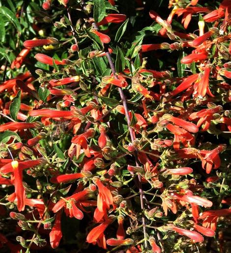 Here you can see the masses of flowers that are produced by Keckiella ternata var. septentrionalis, Whorl Leaf Penstemon. - grid24_12