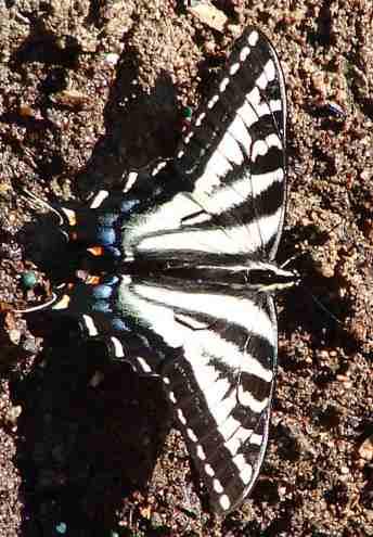A pale Swallowtail Butterfly. - grid24_12