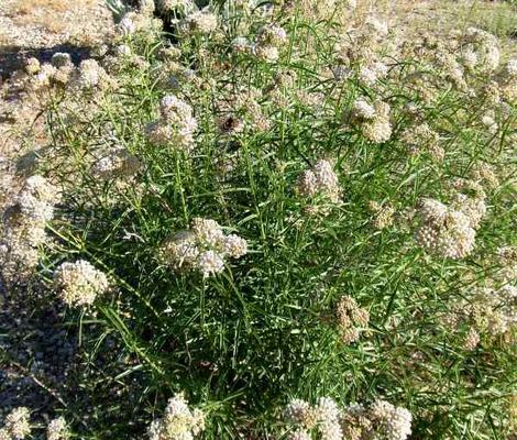 Asclepias fascicularis, Narrow-leaf milkweed plant. - grid24_12