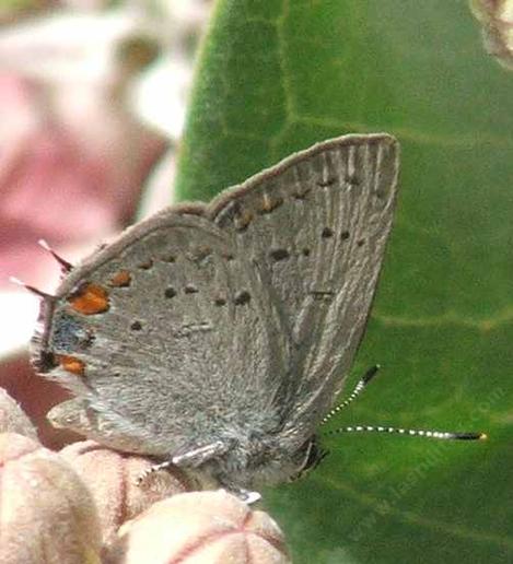 California Hairstreak butterfly - grid24_12