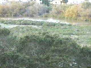 Riparian area in Pismo Beach - grid24_12