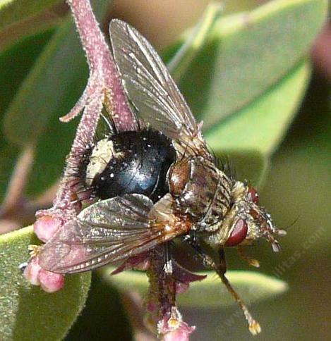 Epalpus signifer Tachinid Fly - grid24_12