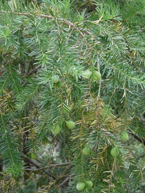 Torreya californica, California Nutmeg with nuts - grid24_12