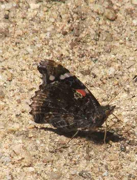 Red Admiral Butterfly with wings closed - grid24_12