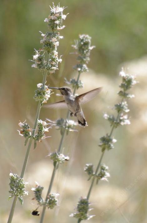 White Sage, Salvia apiana with hummingbird. - grid24_12