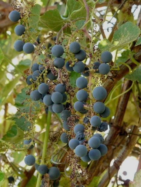Vitis californica, California Grapes have large seeds that the birds like. Fruit taste like a concord grape.
