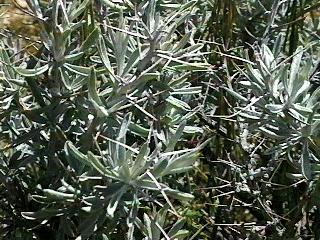 Tetradymia spinosa longispina Cotton Thorn - grid24_12