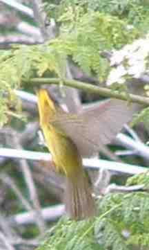 Wilson's Warbler, Wilsonia pusilla going aphiding - grid24_12