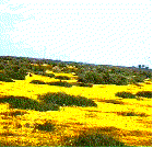Goldfields in a Shadscale plant community. It's an old photo but it really catches it. - grid24_12 Goldfields in a Shadscale plant community. It's an old photo but it really catches it. - grid24_12