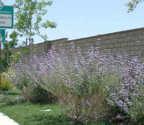 Salvia Pozo Blue in an overwatered flower bed in Bakersfield. This sage will grow in most of California. - grid24_12