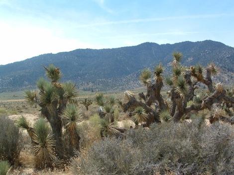 Joshua tree, Yucca brevifolia in Kelso Valley. - grid24_12