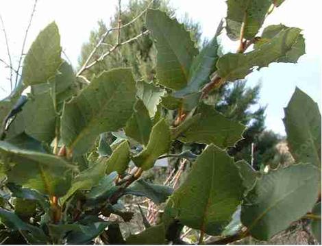 Quercus chrysolepis, Canyon Live Oak leaves - grid24_12