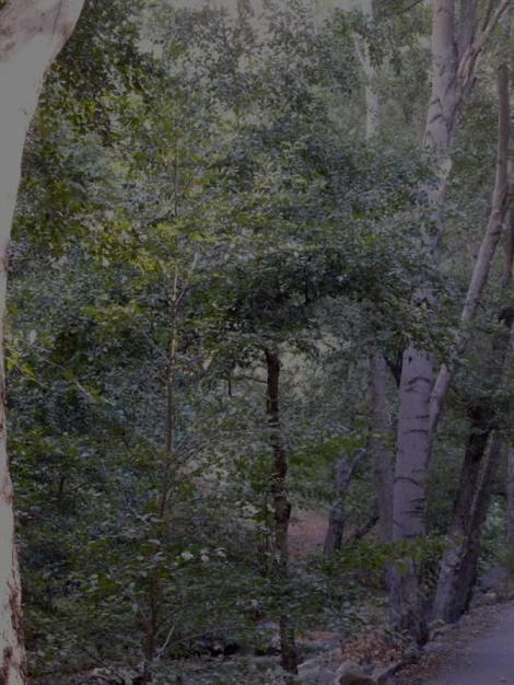 Here Alnus rhombifolia, White Alder, is growing along Santa Rosa creek, near Cambria, California, in the early 1980's.   This was surrounded by Cambria Pines in a closed coned forest. - grid24_12