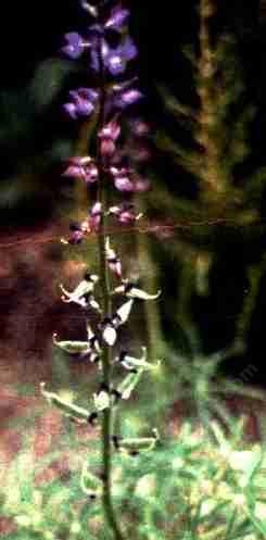 lupine benthamii - grid24_12