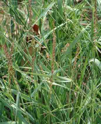 Bouteloua curtipendula Side-Oats Grama - grid24_12