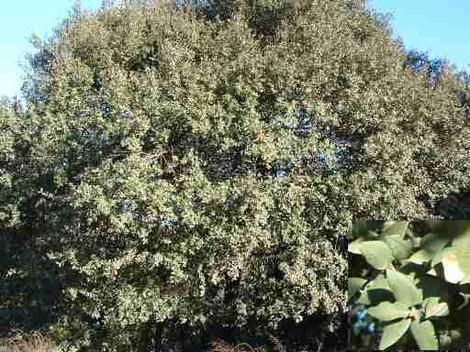 Quercus chrysolepis is known as a lot of names, some include Canyon Live Oak, Maul Oak, Iron Oak, Hickory Oak, Goldenleaf Oak and Goldencup Oak
 - grid24_12