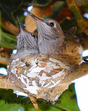 Anna's Hummingbird babies - grid24_12
