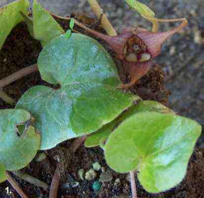 Asarum caudatum,  Wild Ginger has a wild flower - grid24_12