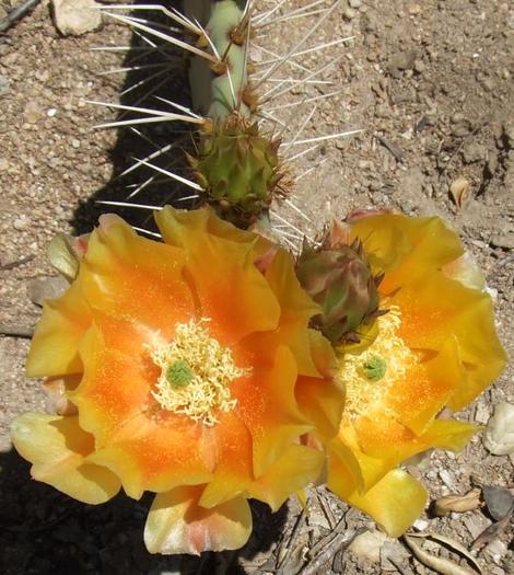 Opuntia littoralis, Prickly-Pear flowers - grid24_12