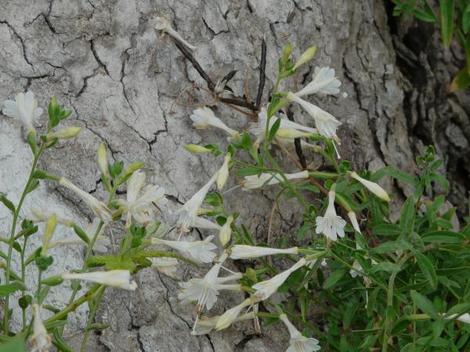Flowers of the white form of California fuchsia, Zauschneria or  Epilobium. - grid24_12
