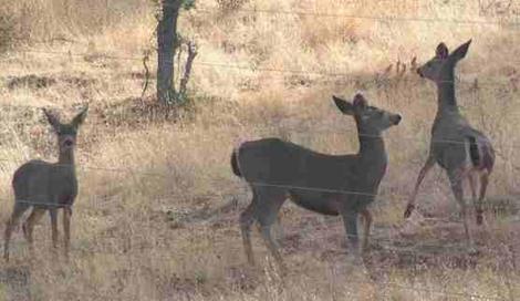 a 7 wire fence and the deer ran through it - grid24_12