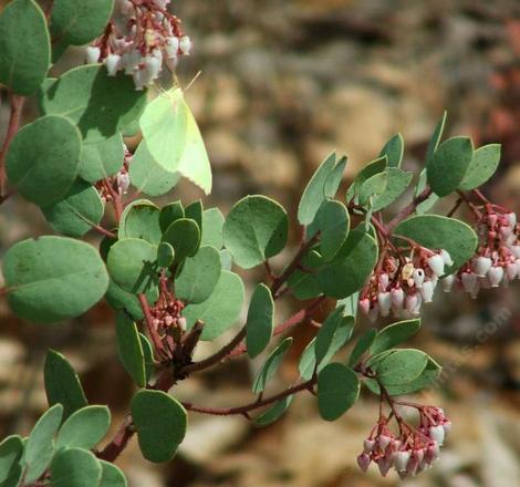 Dog Face Butterfly on Arctostaphylos mariposa, Mariposa Manzanita - grid24_12