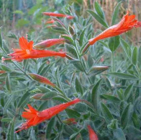 Zauschneria latifolia viscosa - grid24_12