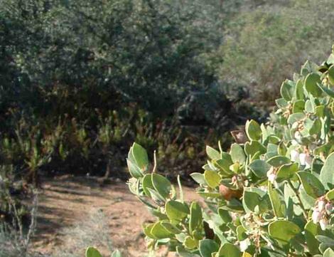 An Arctostaphylos morroensis in Los Osos coastal sage scrub. - grid24_12