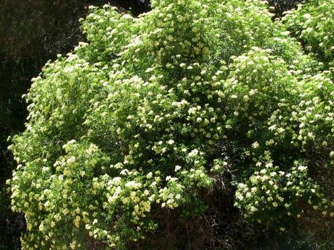 Elderberry, Mexican Elderberry, Western Elderberry tree in flower - grid24_12