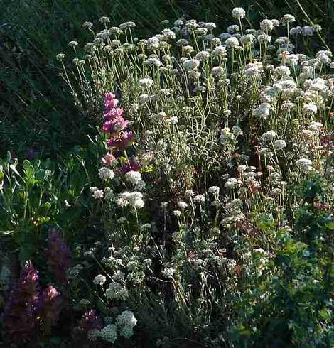 California buckwheat mixed with Rose Sage. This drought resistant garden has has looked good for decades, with wildlife visiting it every year. Native plants are very tolerant of California's climate and it's yearly drought. - grid24_12