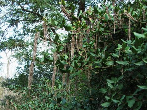 Garrya elliptica 'James Roof' - Coast Silk Tassel, the male flowers, catkins, can be a foot long on an interesting bush that can be wonderful hedge.  - grid24_12