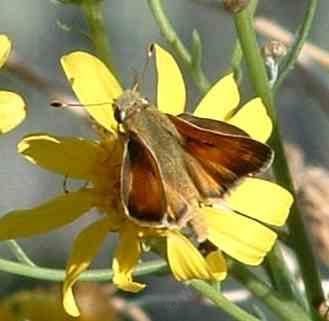 Tilden's skipper on a Butterweed plant. AKA Common Branded Skipper, Hesperia comma - grid24_12