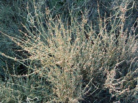 Ephedra californica, California Ephedra, is a primitive plant and grows in dry areas of California. - grid24_12