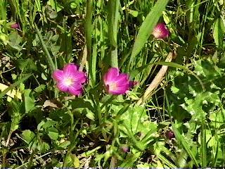 Calandrinia ciliata Red Maids - grid24_12