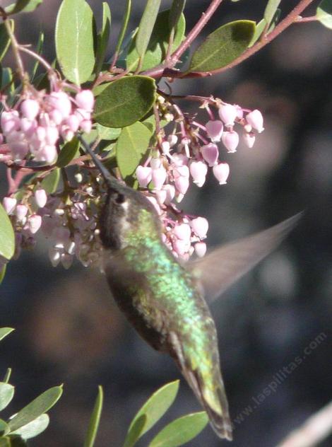 Arctostaphylos stanfordiana bakeri,  Louis Edmunds Manzanita with an Anna Hummingbird - grid24_12