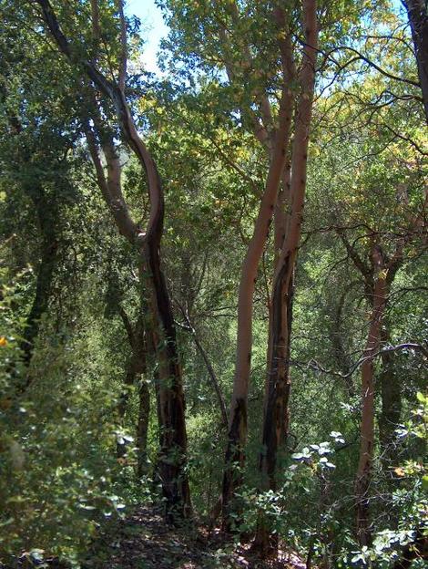 Arbutus menziesii, Madrone, growing in the mixed evergreen forest of the central coast ranges of California, with Quercus kelloggii.  - grid24_12