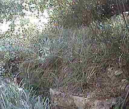 Carex spissa San Diego sedge - grid24_12