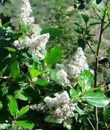 A Ceanothus arboreus taken at iso64 - grid24_12