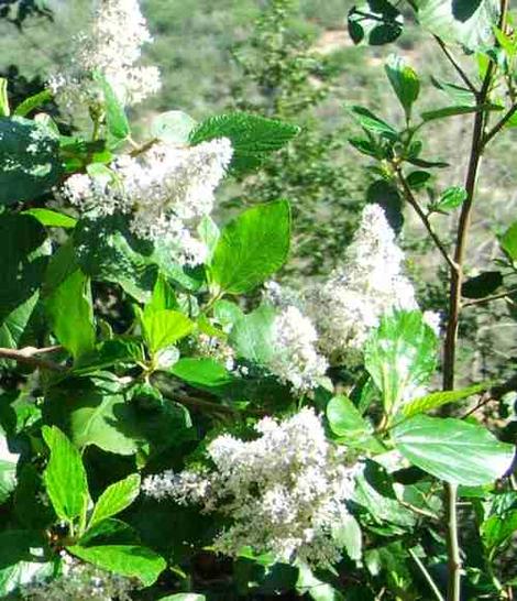 A Ceanothus arboreus taken at iso400 - grid24_12