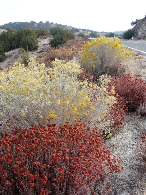 Eriogonum fasciculatum var. polifolium, Interior Buckwheat growing along Hwy 58 at edge of Carrizo plains. - grid24_12