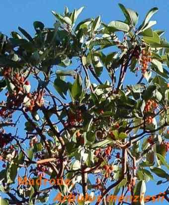 Band Tailed Pigeon like Madrone berries.  - grid24_12