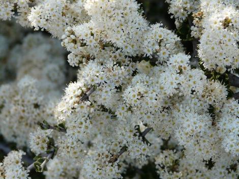 Ceanothus rigidus Snowball in flower. Picture a fruit orchid in full flower, but only a meter tall. - grid24_12