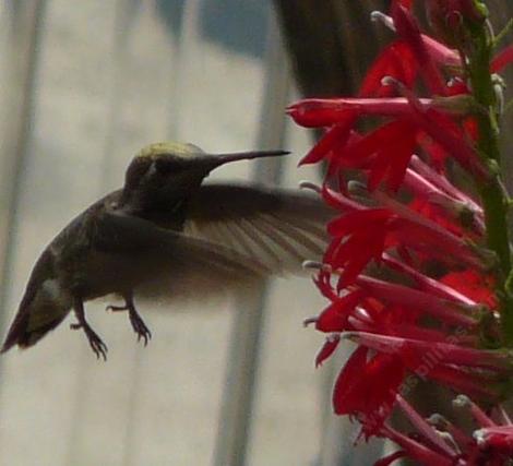 Landing gear down, and coming in for a sip of nectar from the flowers of Lobelia cardinalis, Cardinal Flower, is a unidentified hummingbird.  - grid24_12