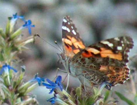 Painted Lady on a Lobelia dunii - grid24_12