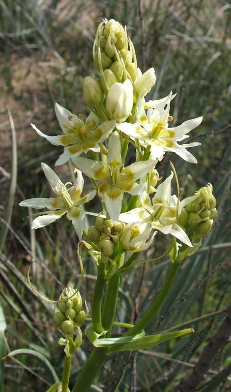 Zigadenus fremontii, Star Lily - grid24_12