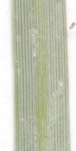Parallel veination (venation) on a leaf - grid24_12 Parallel veination (venation) on a leaf - grid24_12