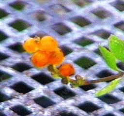 Here is a very old photo of Lonicera subspicata var. subspicata, Santa Barbara Honeysuckle, showing a fruit cluster, with an unusual background.  - grid24_12