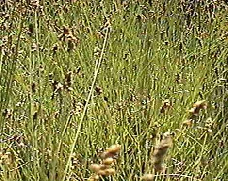 Carex fracta. Fragile Sheath Sedge - grid24_12