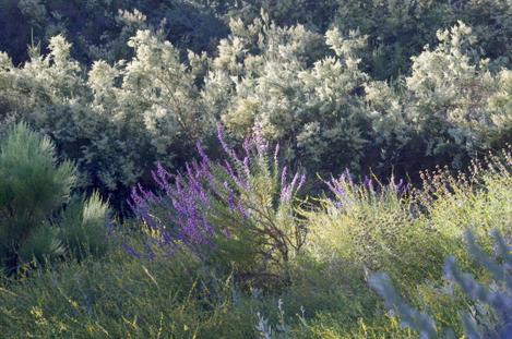 California chaparral with Woolly blue curls, Chamise and Deerweed - grid24_12