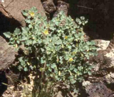 A plant of Abutilon palmeri, Indian Mallow, with yellow flowers, in its dry, desert, mostly creosote bush scrub habitat, with background boulders.  - grid24_12
